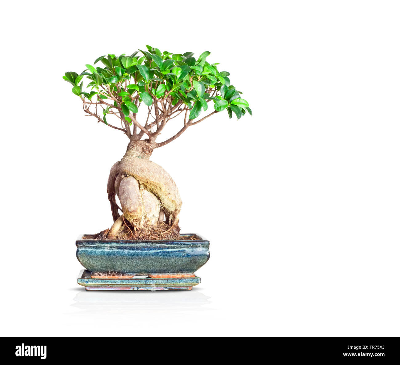 Feigenbaum (Ficus spec.), Bonsai, Bundesrepublik Deutschland Stockfoto
