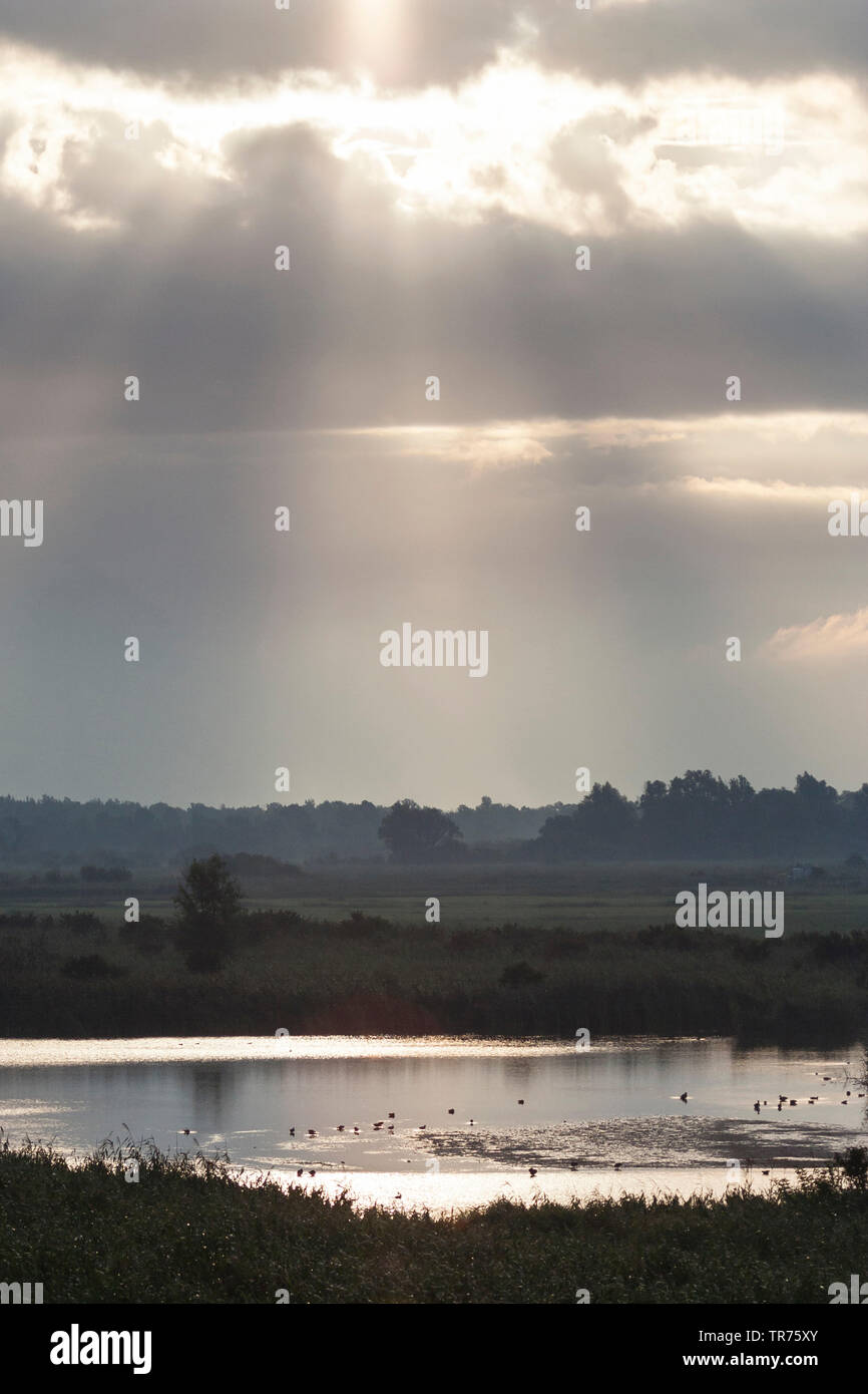 Wasservögel Schwimmen im See am Morgen, Niederlande, Flevoland, Oostvaardersplassen Stockfoto