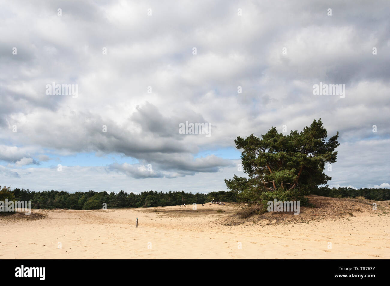 Schottische Kiefer, Kiefer (Pinus sylvestris), bewölkter Himmel über ausgedehnte Landschaft von Kootwijkerzand im Sommer, Niederlande, Gelderland, Kootwijkerzand Stockfoto