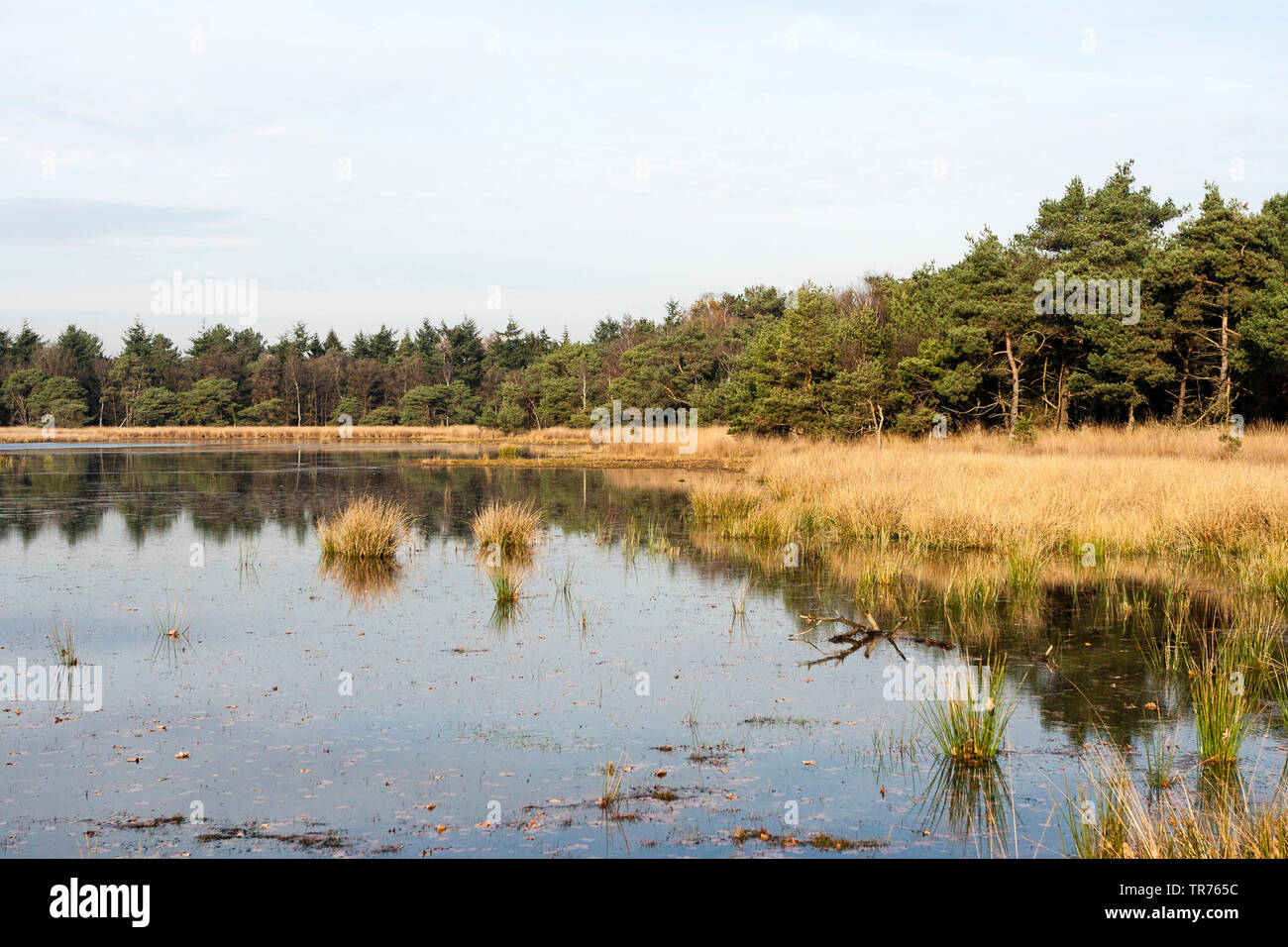 See in Het Gooi im Herbst, der niederländischen, der Nördlichen Niederlande, Het Gooi Stockfoto
