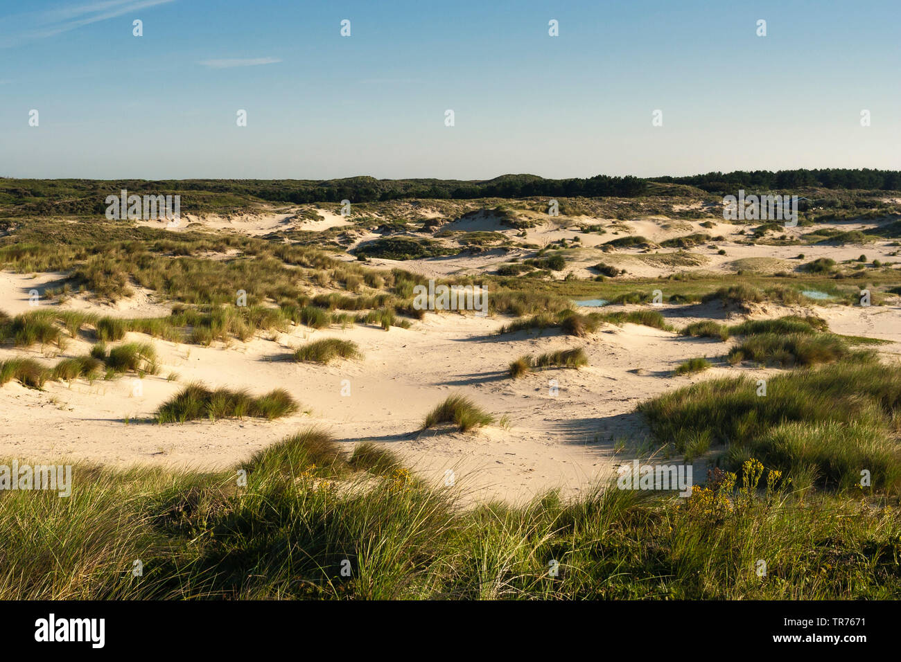 Dünen an der Zuidduinen, Niederlande, Südholland, Zuidduinen, Hoogheemraadschap van Rijnland Stockfoto