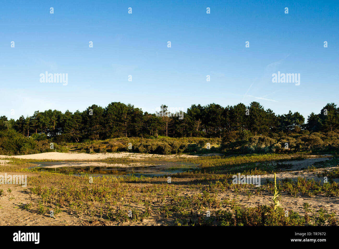 Im Sommer, Niederlande, Südholland, Zuidduinen Zuidduinen Stockfoto