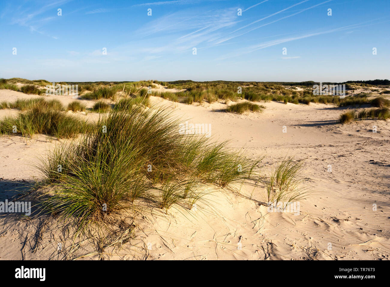 Dünen an der Zuidduinen, Niederlande, Südholland, Zuidduinen, Hoogheemraadschap van Rijnland Stockfoto