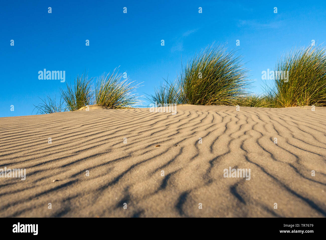 Muster in den Sand, Niederlande, Südholland, Zuidduinen Stockfoto