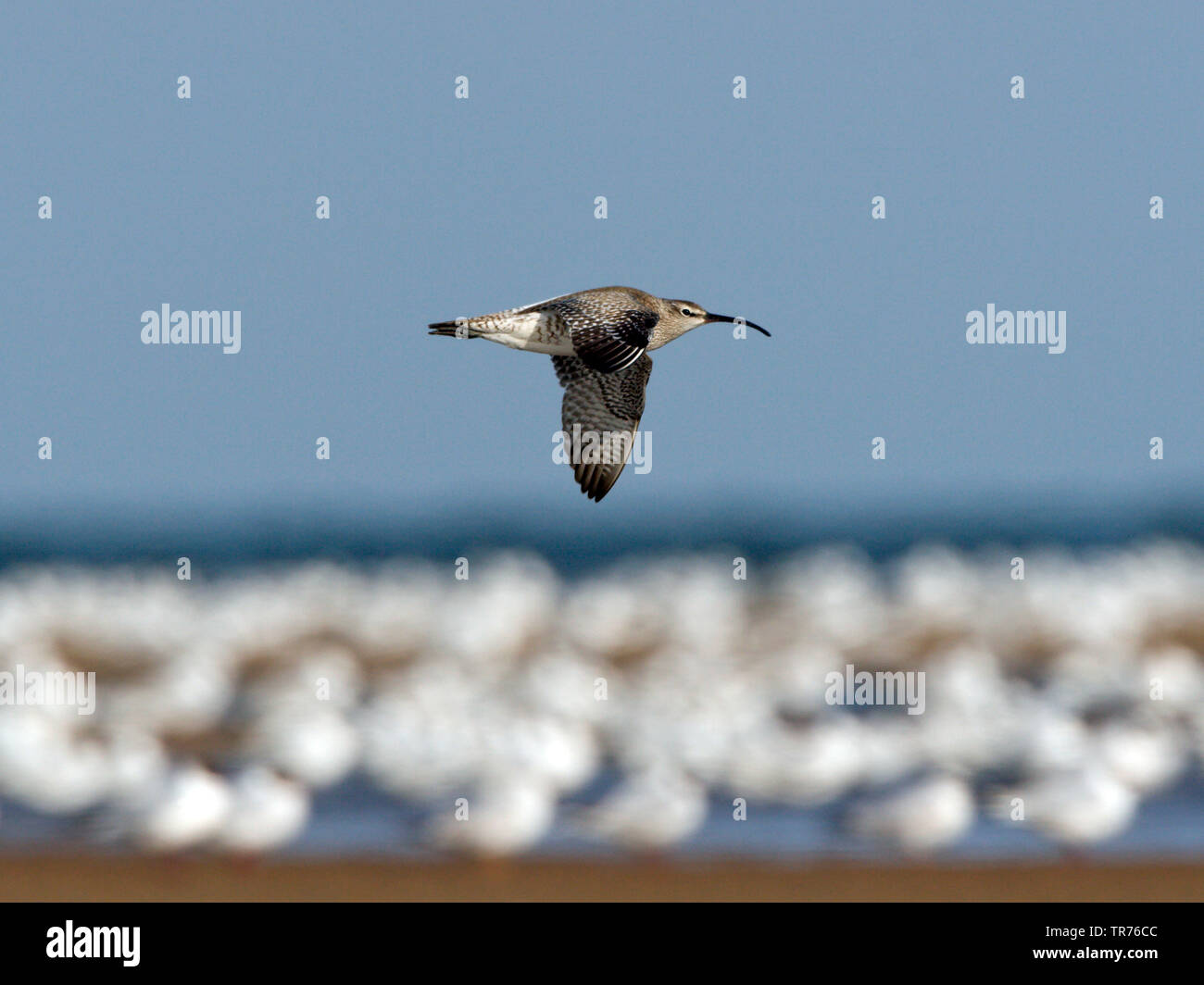 Regenbrachvogel (Numenius phaeopus), Fliegende niedrig über Watt, Wattenmeer gegen den blauen Himmel mit ruhende Möwen im Hintergrund, China, Beidaihe Stockfoto