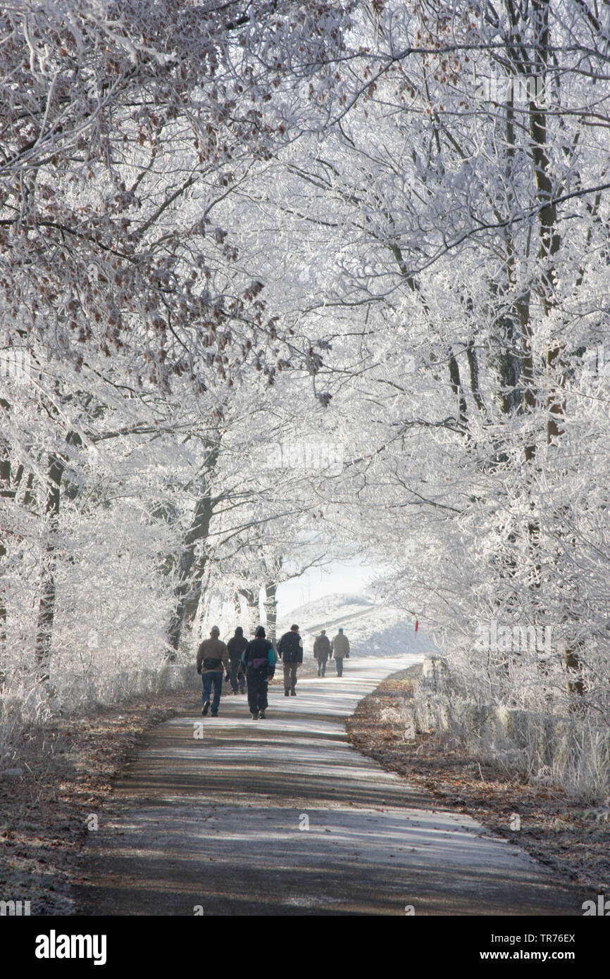 Wanderer zu Fuß auf einem Waldweg im Winter, Niederlande, Limburg, pad brug Julianakanaal, Obbicht Stockfoto