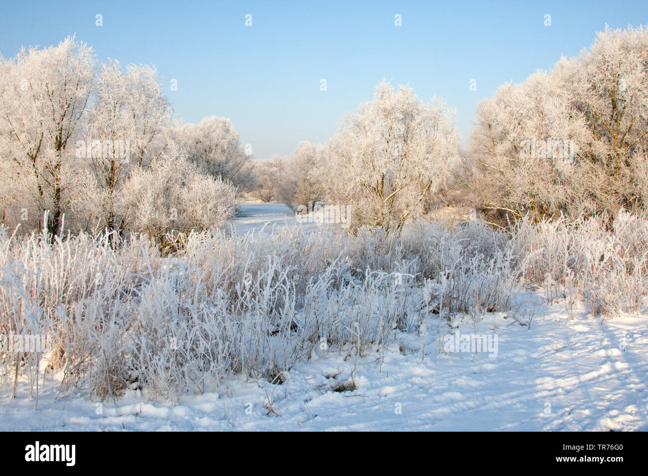 Winterliche Auen des Flusses Meuse, Niederlande, Limburg, Elba Grensmaas Maas, Grevenbicht Obbicht Stockfoto