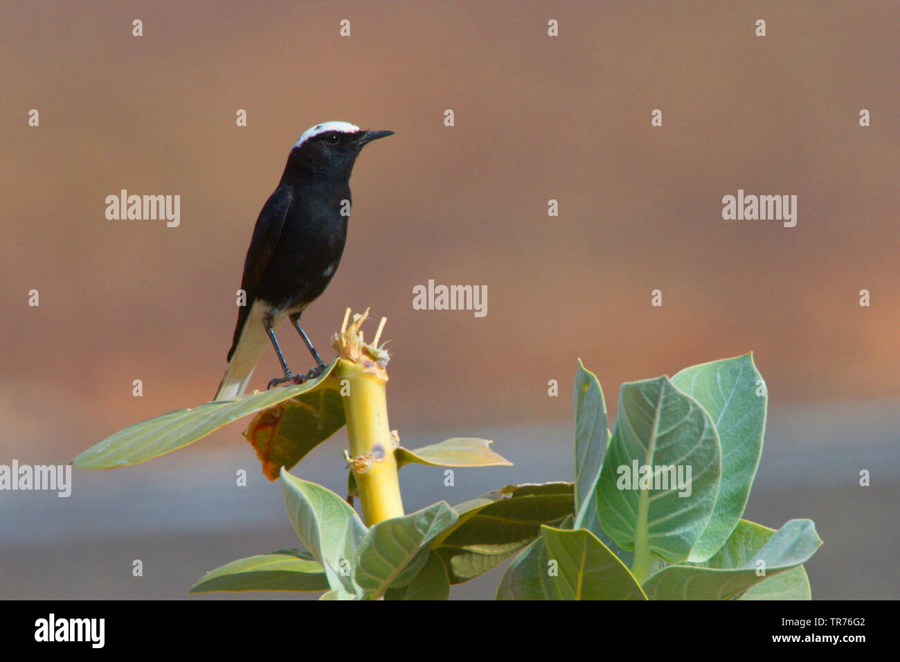 Weiß-gekrönter schwarzer Steinschmätzer (Oenanthe leucopyga), auf Pflanzen, Marokko sitzen, Tagdilt Anschluss Stockfoto