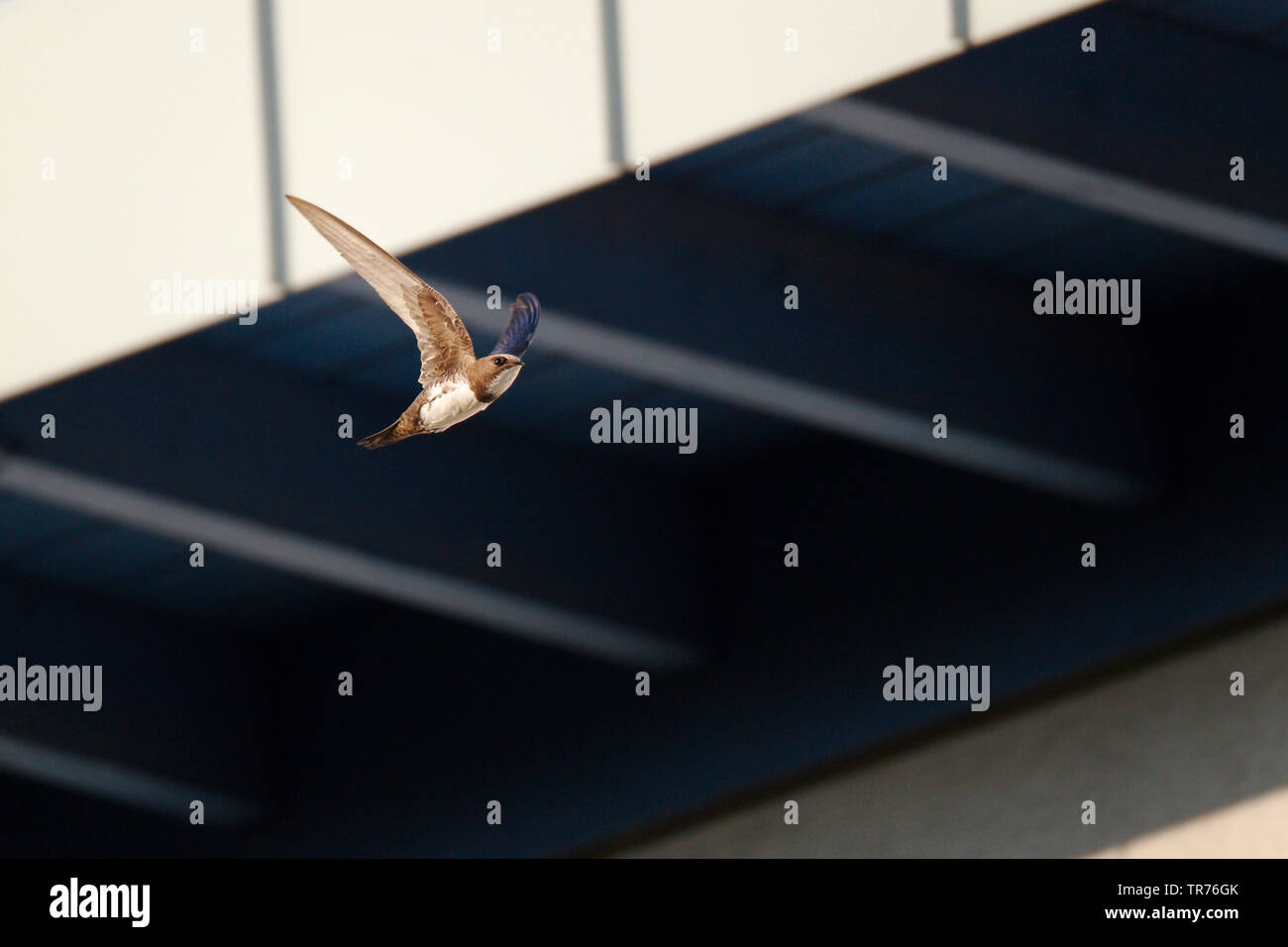 Alpine Swift (Apus Melba, Tachymarptis melba), fliegt vor Gebäude, Deutschland Stockfoto