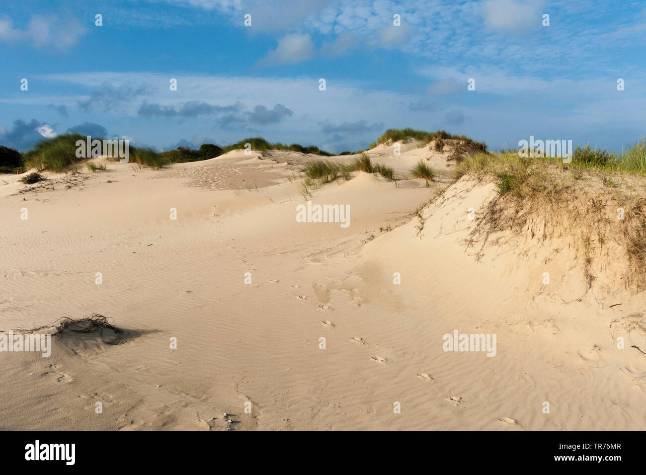 Landschaft am Zuidduinen im Sommer, Niederlande, Südholland, Zuidduinen, Hoogheemraadschap van Rijnland Stockfoto