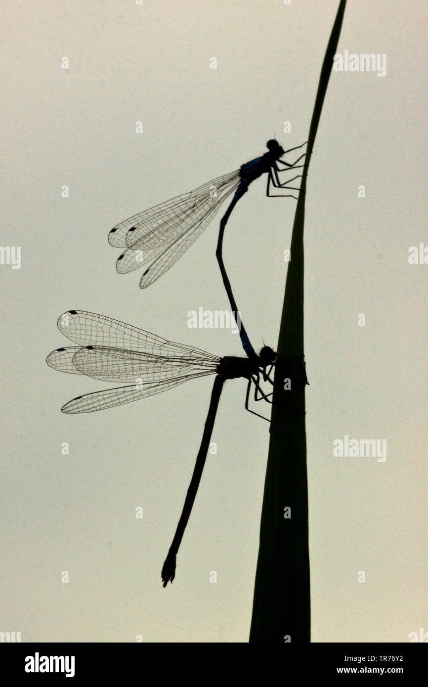 Gemeinsame coenagrion, Hufeisen-azurjungfer (Coenagrion puella), Paarung Tandems, Niederlande Stockfoto