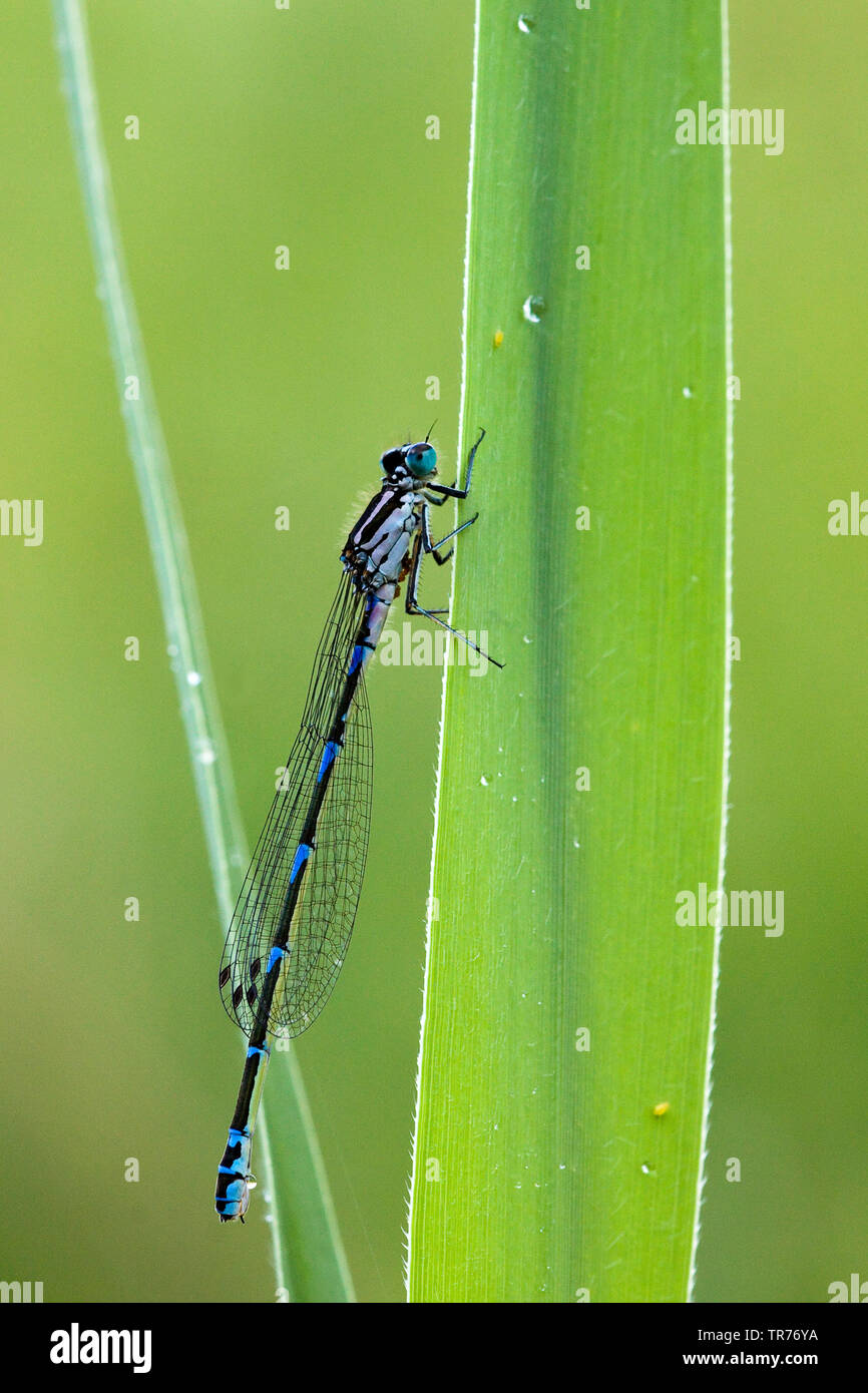 Gemeinsame coenagrion, Hufeisen-azurjungfer (Coenagrion puella), die auf dem Gras, Niederlande Stockfoto