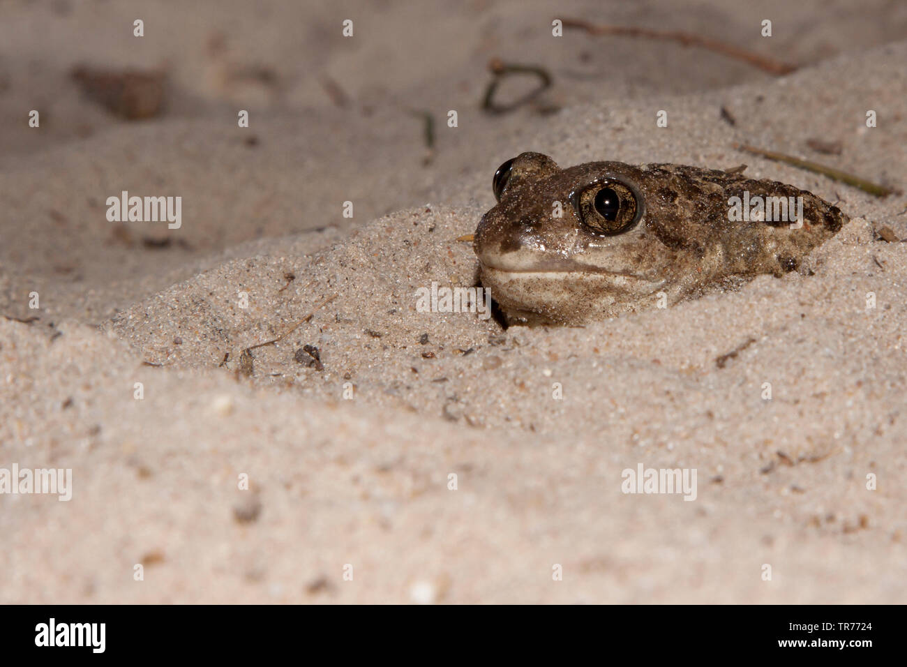 Common spadefoot Toad, Knoblauch (Pelobates fuscus), Sitzen im Sand vergraben, Niederlande Stockfoto