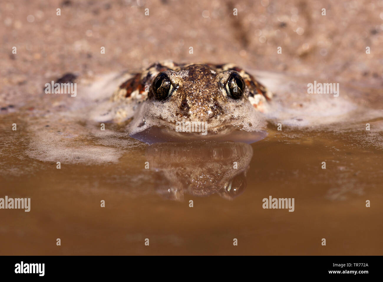 Common spadefoot Toad, Knoblauch (Pelobates fuscus), am Rande des Wassers sitzen, Niederlande Stockfoto