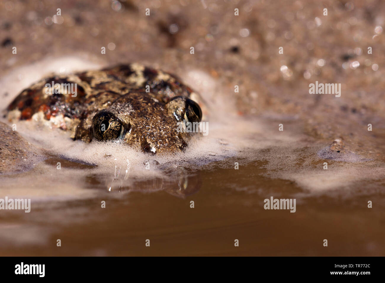 Common spadefoot Toad, Knoblauch (Pelobates fuscus), am Rande des Wassers sitzen, Niederlande Stockfoto