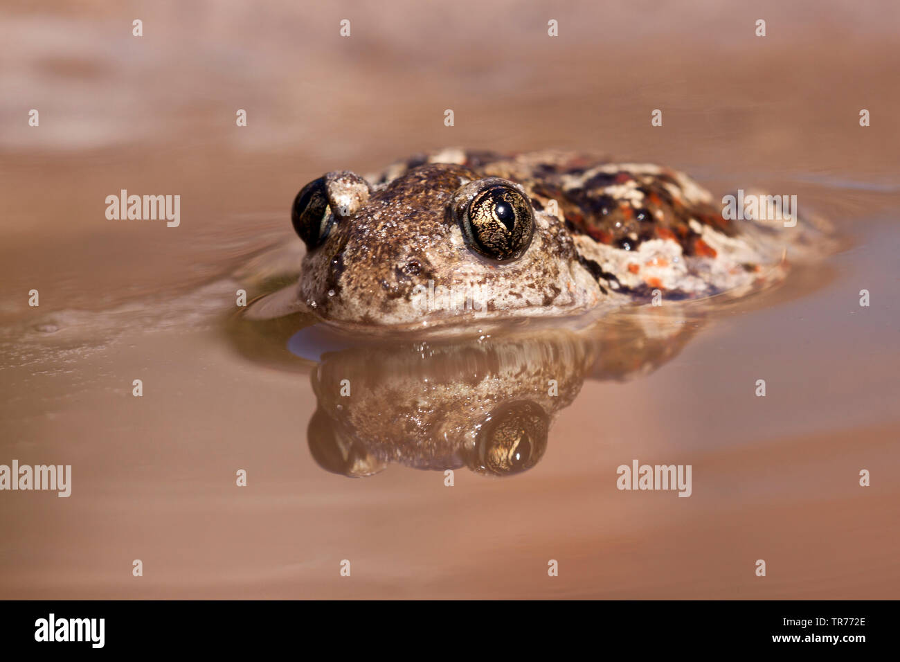 Common spadefoot Toad, Knoblauch (Pelobates fuscus), im flachen Wasser, Niederlande Stockfoto