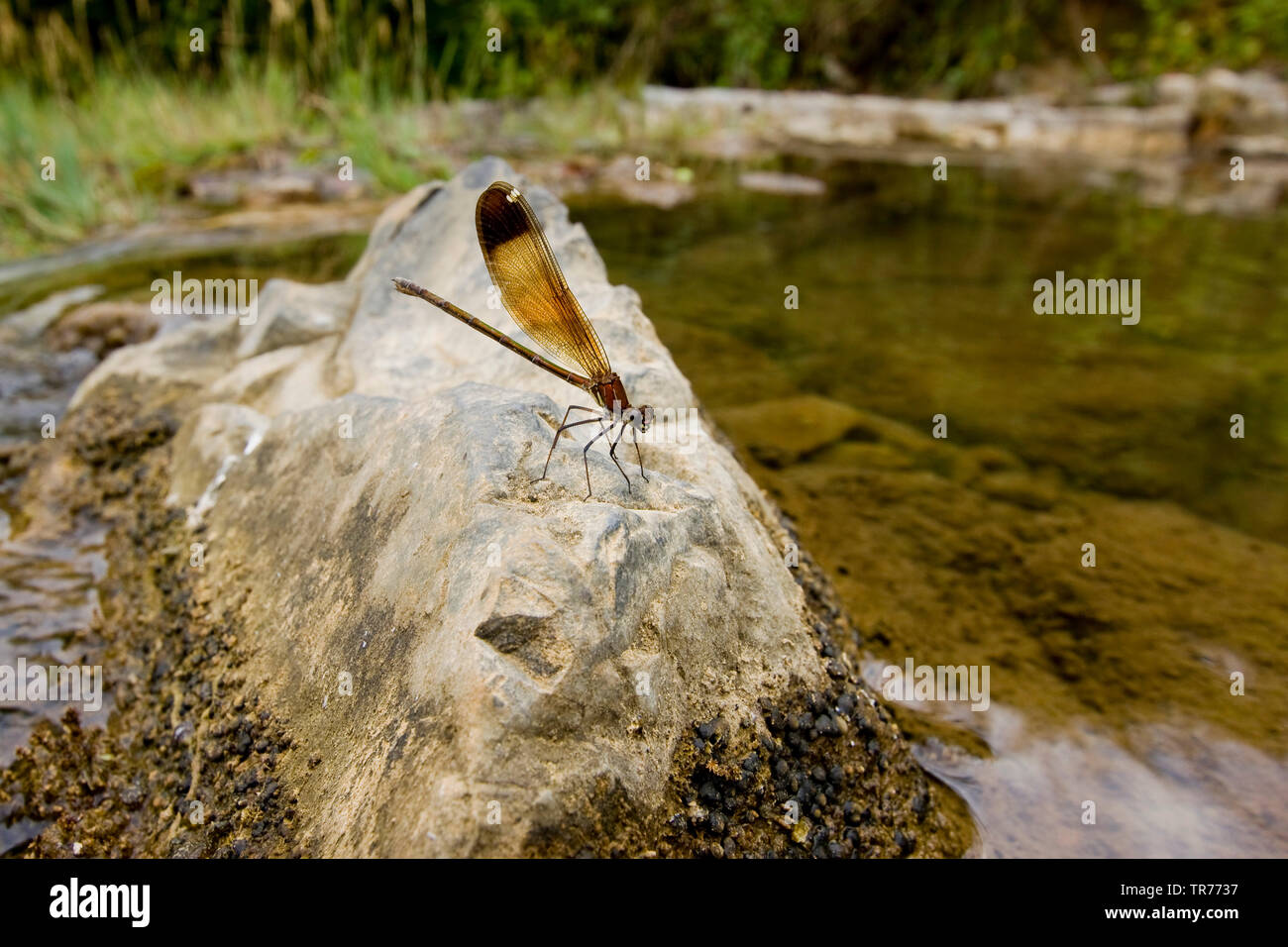 Mediterrane demoiselle, Kupfer demoiselle (Calopteryx haemorrhoidalis, Calopteryx haemorrhoidale), Weibliche von der Wasserseite, Frankreich Stockfoto