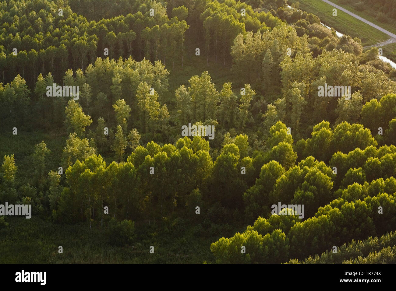 Wald im Abendlicht, Luftaufnahme, Niederlande, Holland Nord Stockfoto