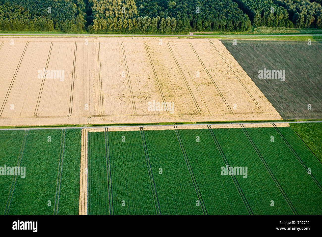 Feld Landschaft mit Wald, Luftaufnahme, Niederlande, Holland Nord Stockfoto