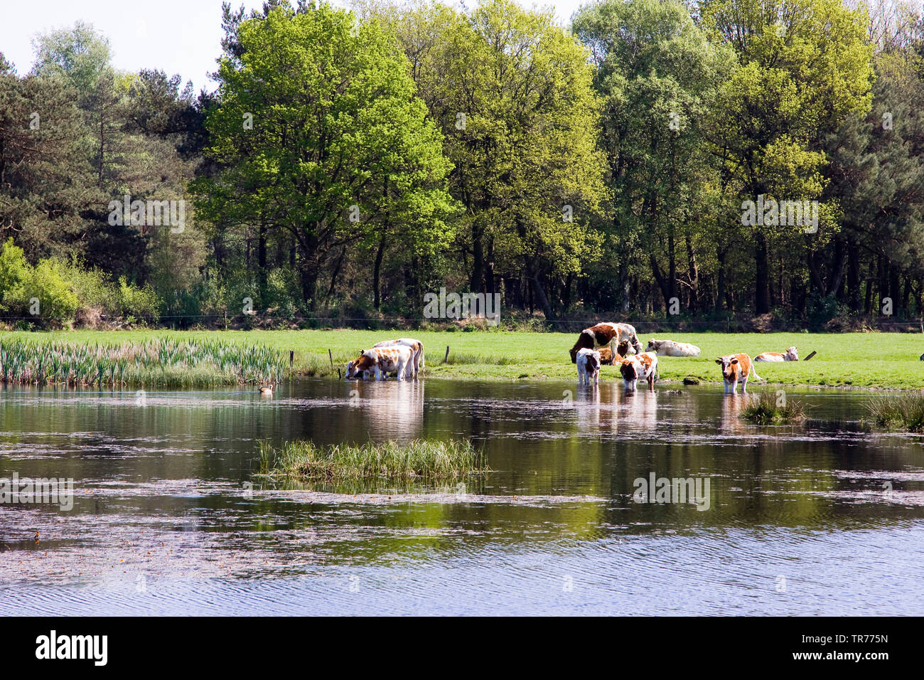 Inländische Rinder (Bos primigenius f. Taurus), Kühe kühlen sich in der Drenths-Friese Wold, Niederlande, Friesland Stockfoto