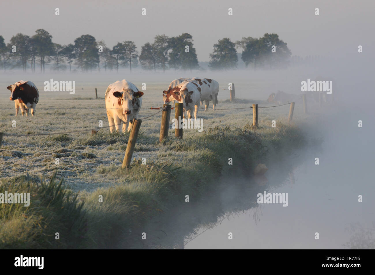 Inländische Rinder (Bos primigenius f. Taurus), Kühe auf einer Weide in De Olde Maten im Morgennebel, Niederlande Stockfoto