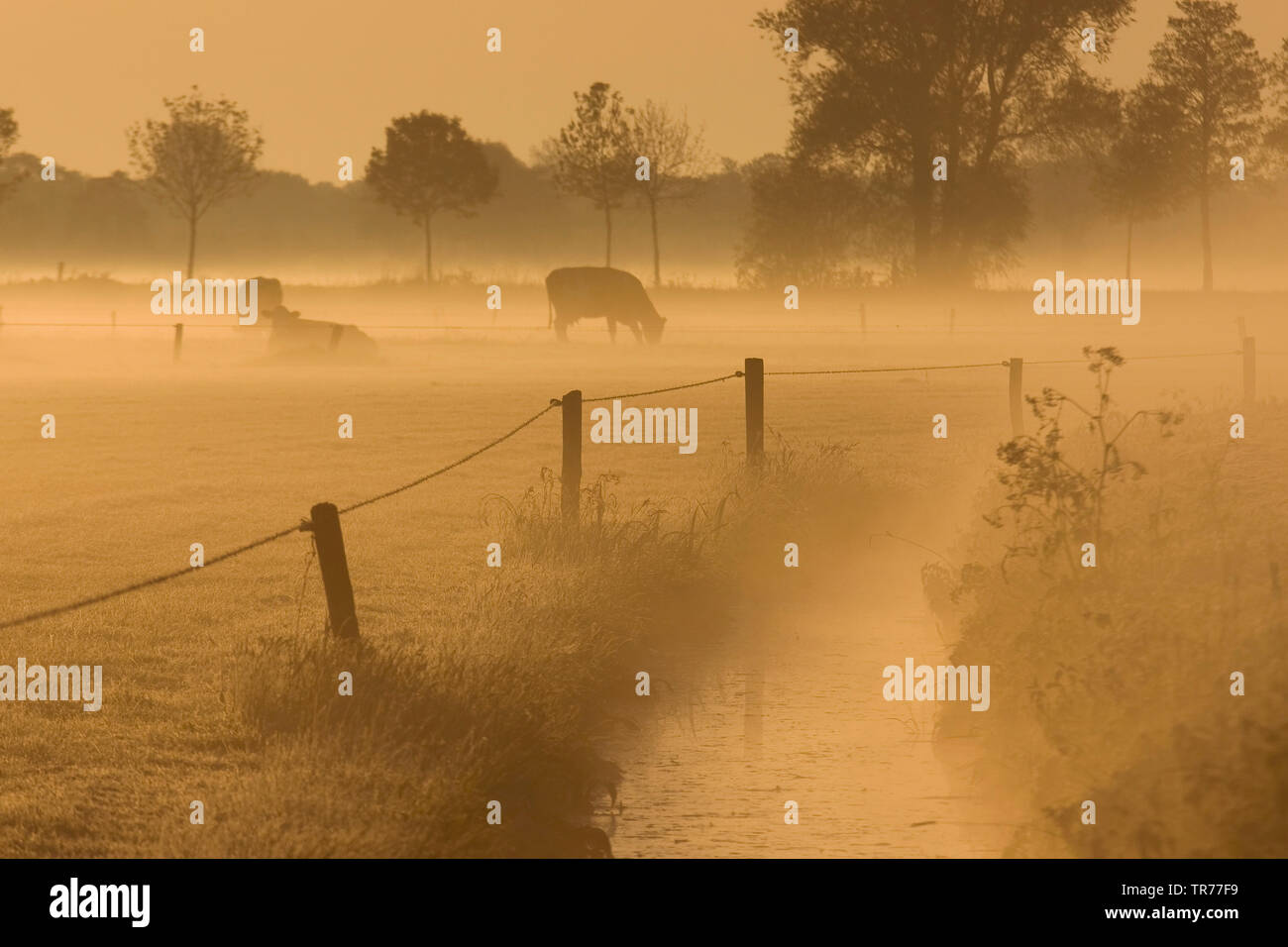 Inländische Rinder (Bos primigenius f. Taurus), Kühe auf einer Weide in De Olde Maten im Morgennebel, Niederlande Stockfoto