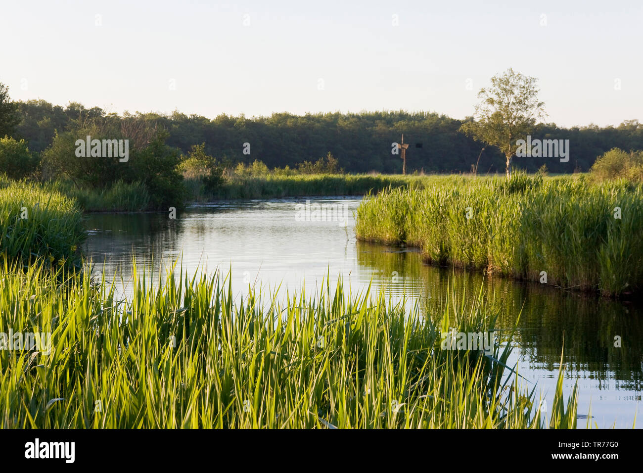 nationalpark-weerribben-wieden-fotos-und-bildmaterial-in-hoher