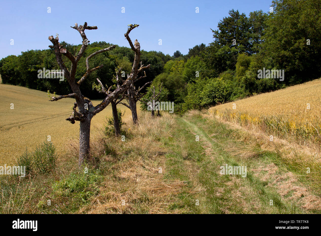 Feld Pfad im Morvan, Frankreich Stockfoto