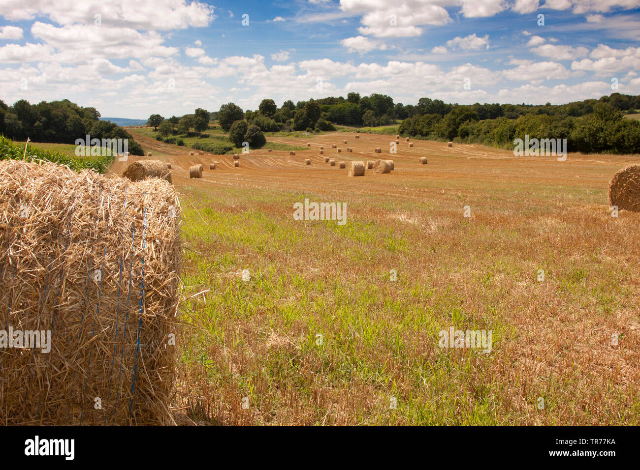 Hayballs auf einer gemähten Wiese im Morvan, Frankreich Stockfoto