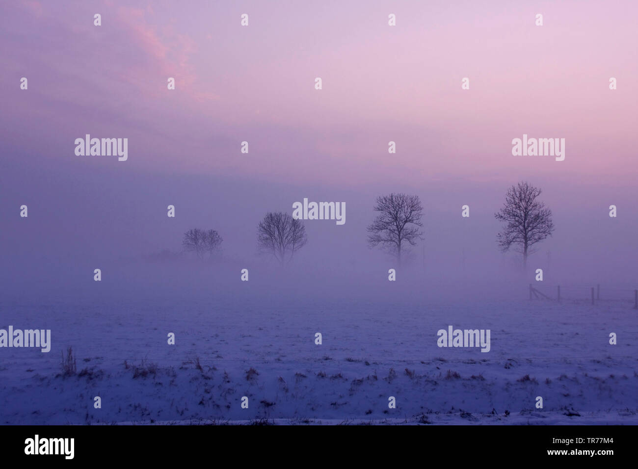 Winter in Olde Maten bei Sonnenaufgang, Niederlande, Overijssel Stockfoto