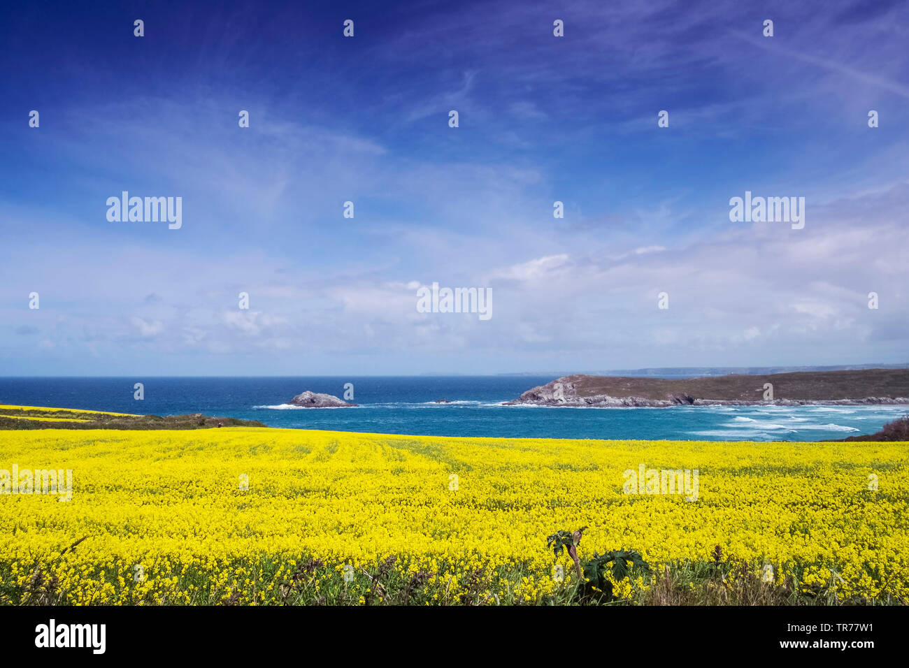 Das intensive Gelb der wilden Senf Sinapis arvensis in einem Feld auf westlichen Pentire in Newquay in Cornwall wachsen. Stockfoto