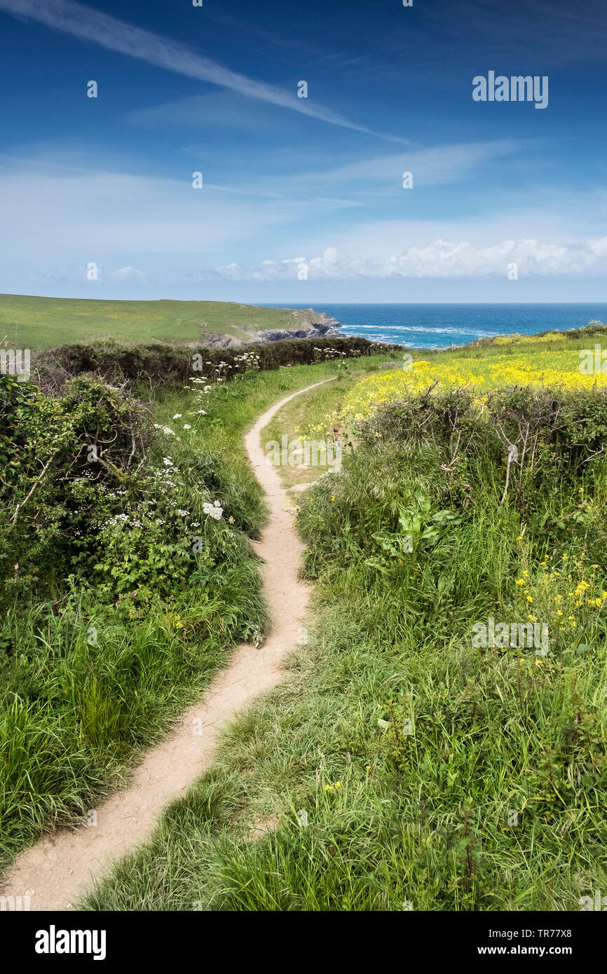 Ein Fußweg an der Seite eines Feldes von wilden Senf Sinapsis Aventis an der Ackerflächen Projekt auf West Pentire in Newquay in Cornwall. Stockfoto