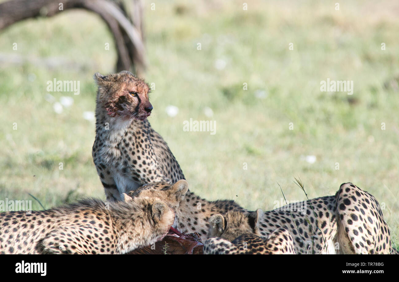 Gepard (Acinonyx jubatus) Familie zu töten. Ein Knabe hat gerade seinen Kopf nach der Fütterung angehoben. Stockfoto