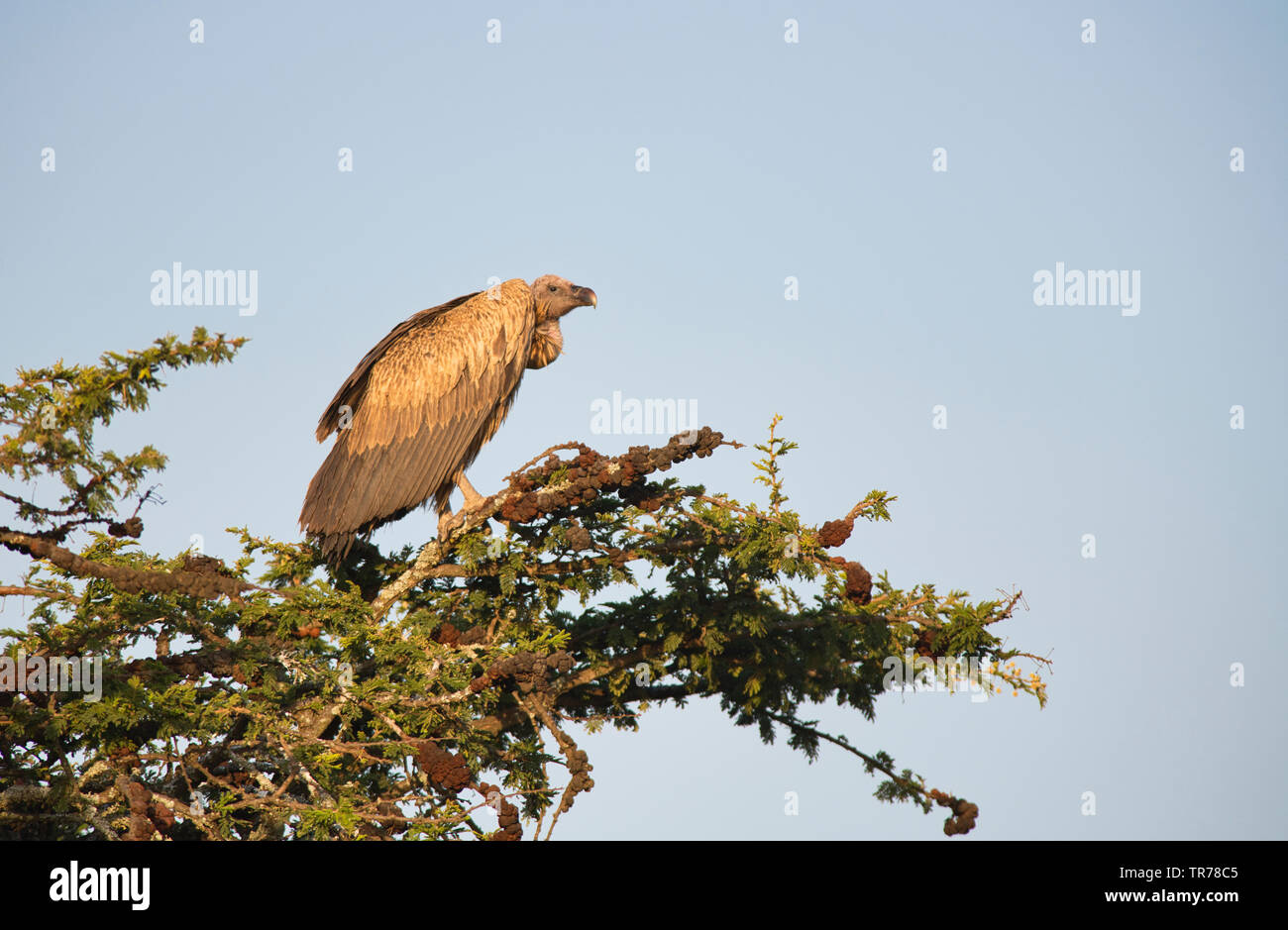 Ruppell's Gänsegeier (Tylose in Rueppellii), jungen Vogel in unreifen Gefieder Stockfoto