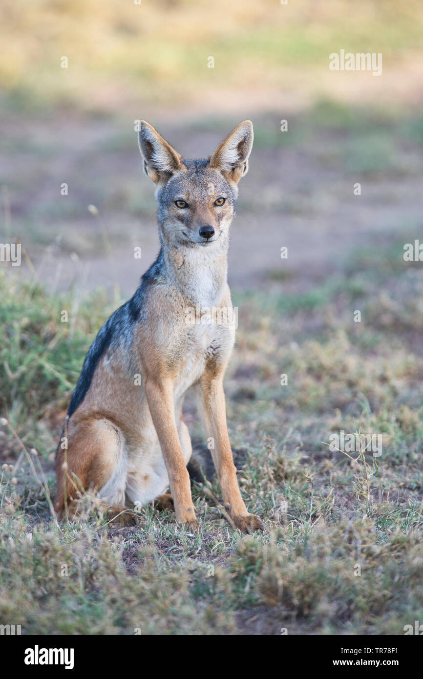 Black-backed Jackal (Canis mesomelas) Stockfoto