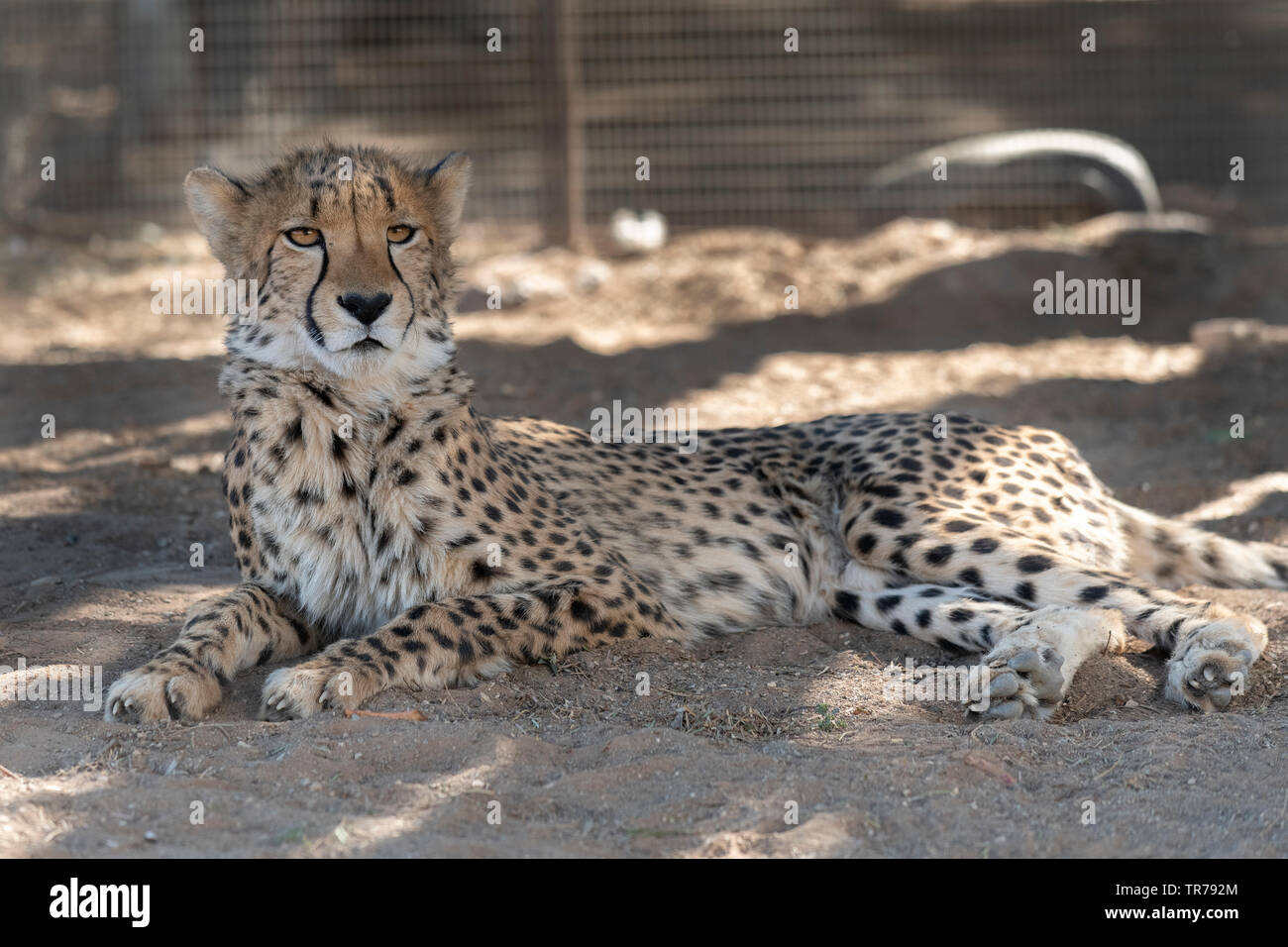 Gepard ruhen Stockfoto