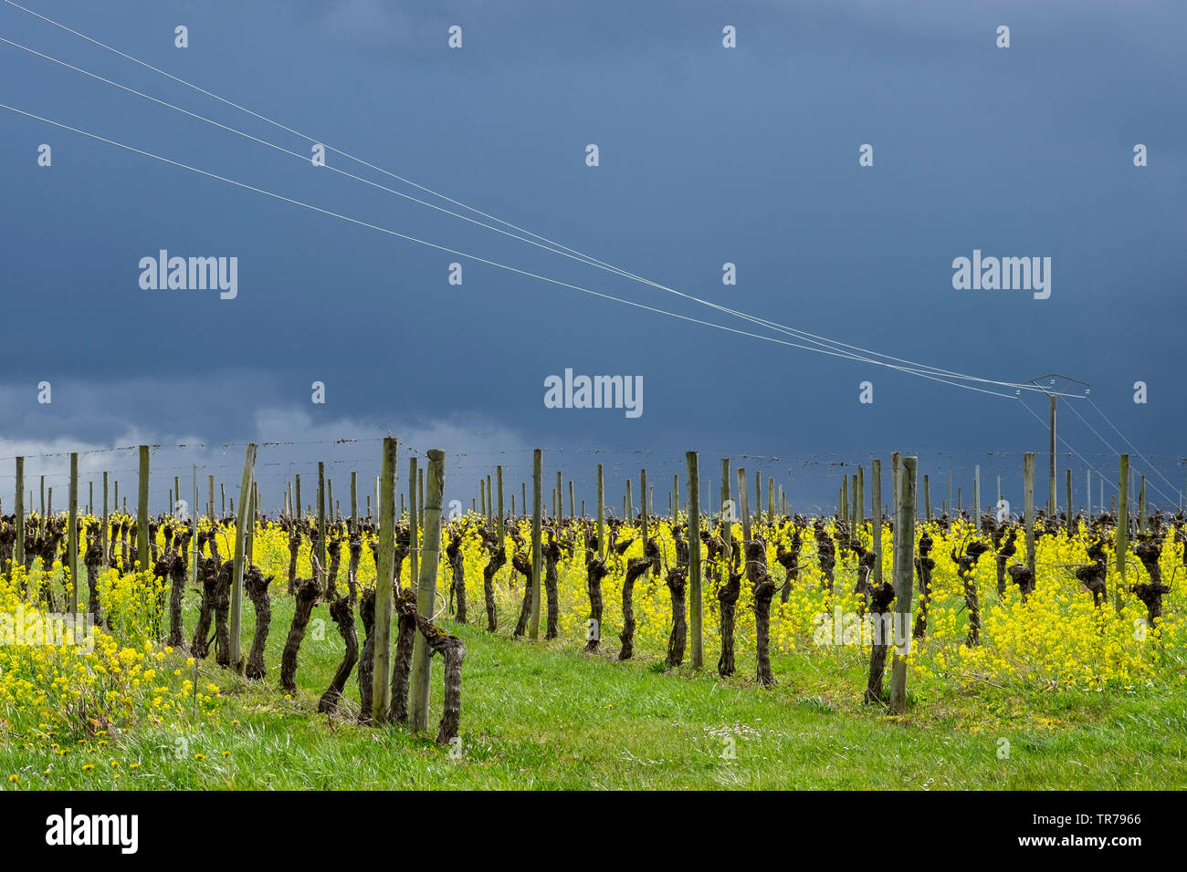 Stürmischen Himmel über Weinberg im Südwesten Frankreichs, Feder Stockfoto