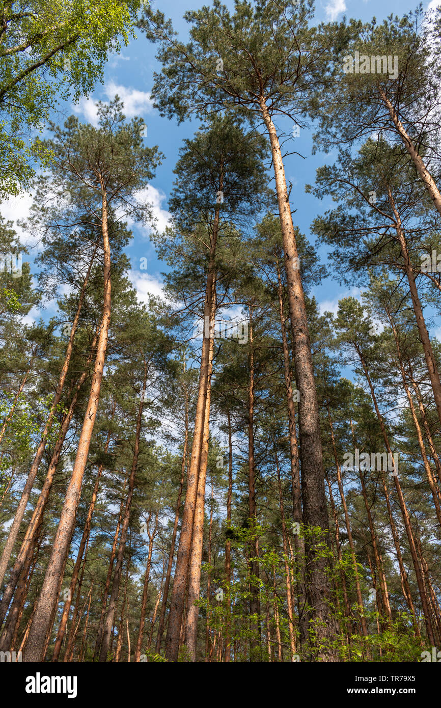 Kiefern, Pinus sylvestris, manchmal auch als "Schottische Kiefer, ist ein  gebürtiger Baum zu Teilen von Europa und Asien. Nach oben Anzeigen  Stockfotografie - Alamy
