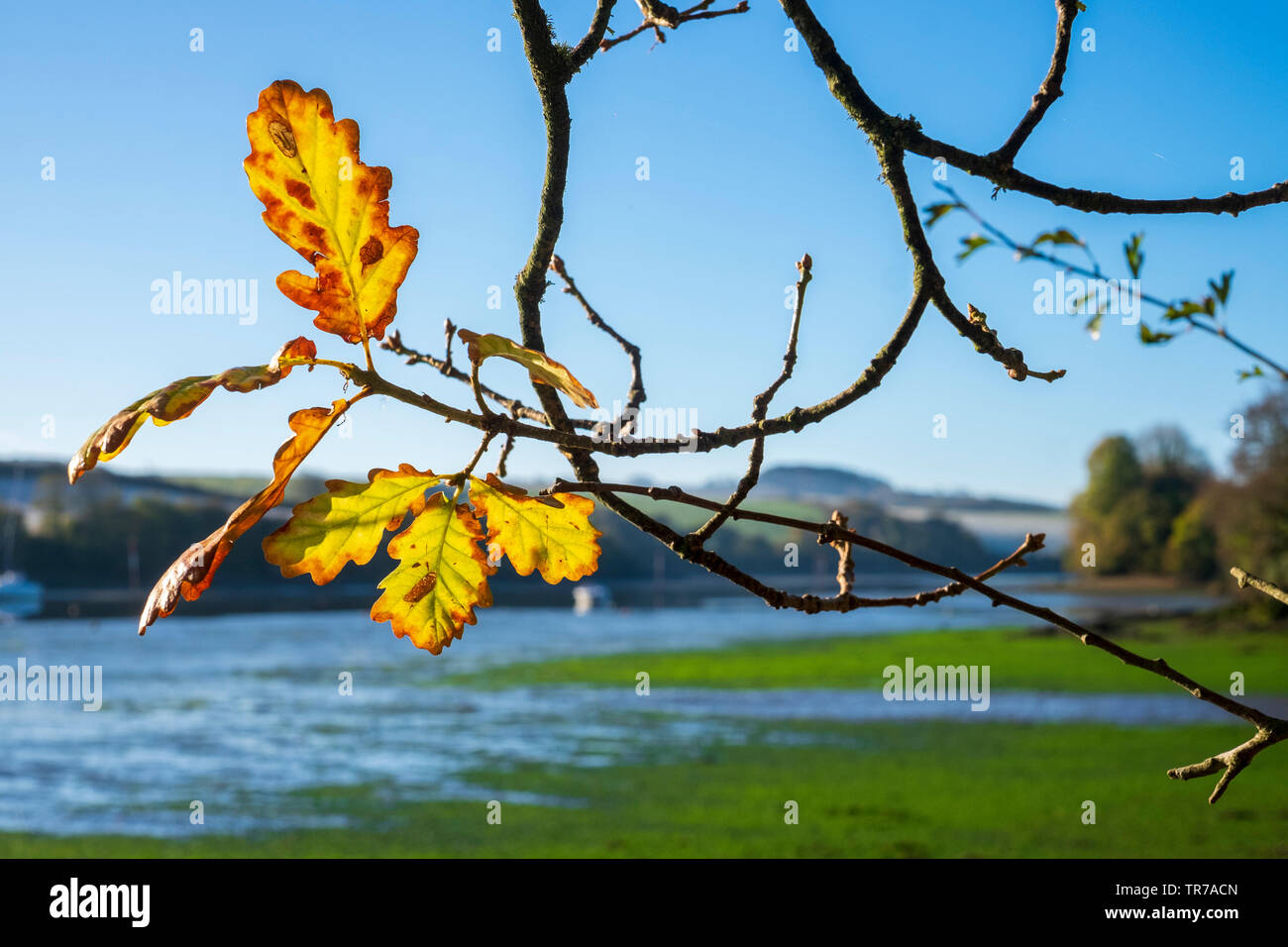 Frosty herbstlichen Morgen an der Mündung an Frogmore, South Devon Stockfoto