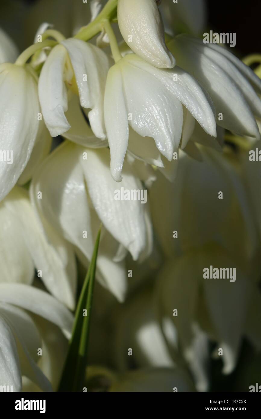 Yucca aloifolia in voller Blüte mit schönen weißen Blüten im hellen Sonnenlicht entnommen und in Corralejo Fuerteventura auf den Kanarischen Inseln Las Pal gefunden Stockfoto