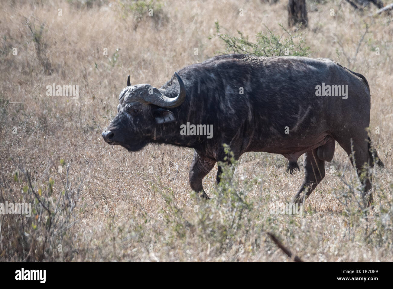 Ein alter Mann afrikanischen Büffel in den Narben von Begegnungen mit Löwen, Südafrika. Stockfoto