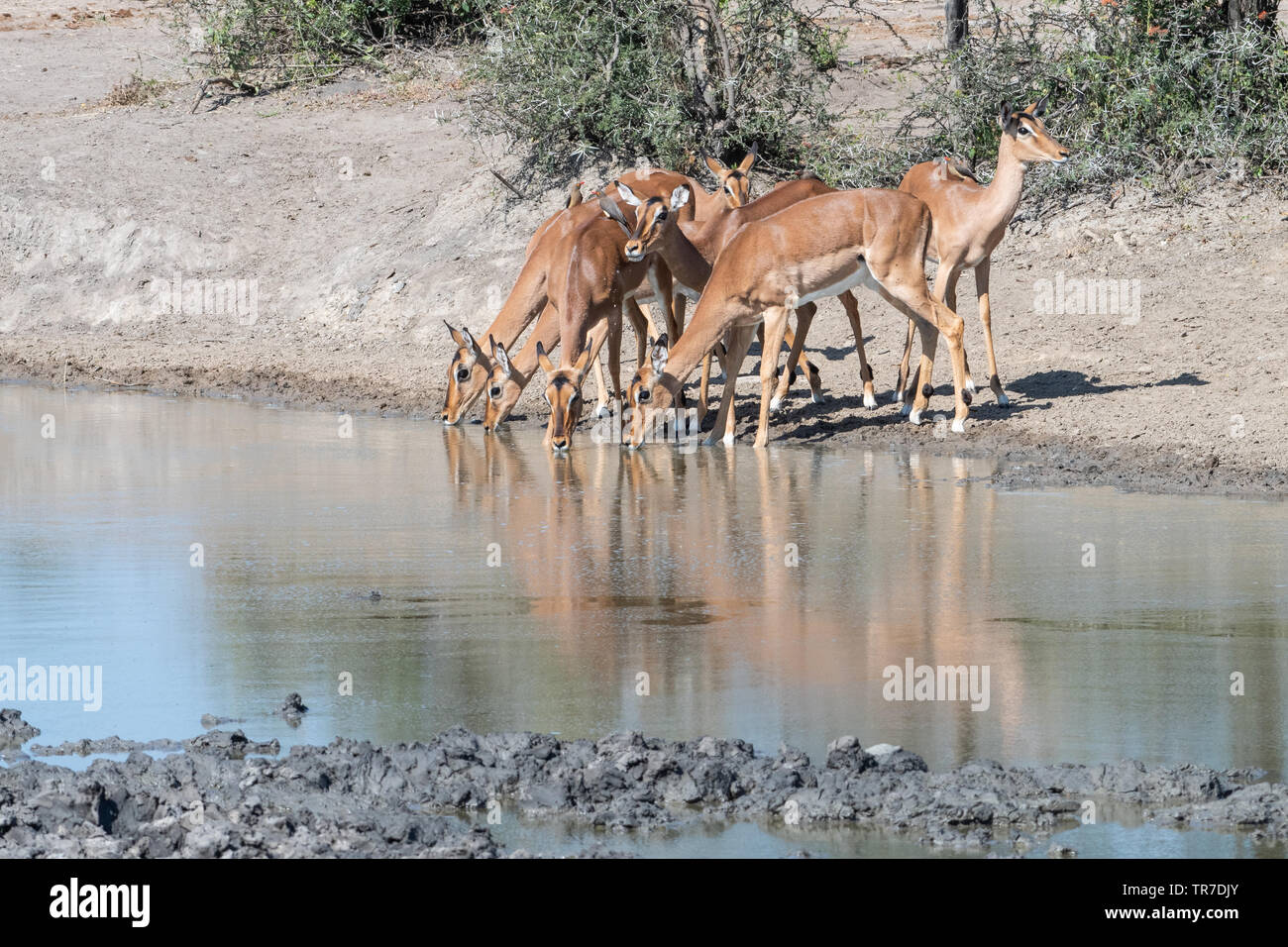 Eine Gruppe der weiblichen Impala Drink an einem Wasserloch, während einige Wachen, Südafrika. Stockfoto