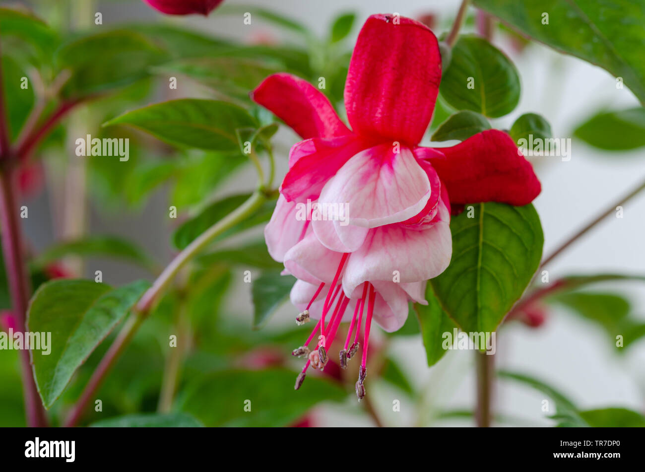 Rote und weiße Farbe Fuchsia Blume / Damen eardrop Fuchsie Blüte / Stockfoto