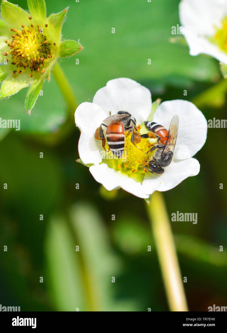 Insekten Biene auf weiße Blumen/Nahaufnahme von Biene sammelt Pollen für Honigbienen in der Erdbeere Blume im Garten Natur grüner Hintergrund Stockfoto