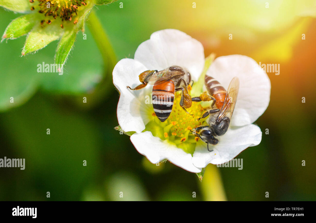 Insekten Biene auf weiße Blumen/Nahaufnahme von Biene sammelt Pollen für Honigbienen in der Erdbeere Blume im Garten Natur grüner Hintergrund Stockfoto