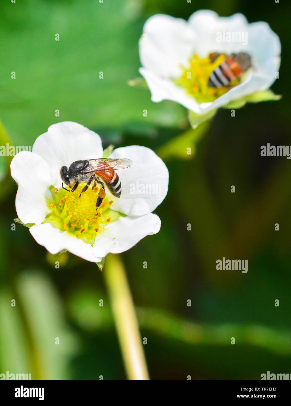 Insekten Biene auf weiße Blumen/Nahaufnahme von Biene sammelt Pollen für Honigbienen in der Erdbeere Blume im Garten Natur grüner Hintergrund Stockfoto