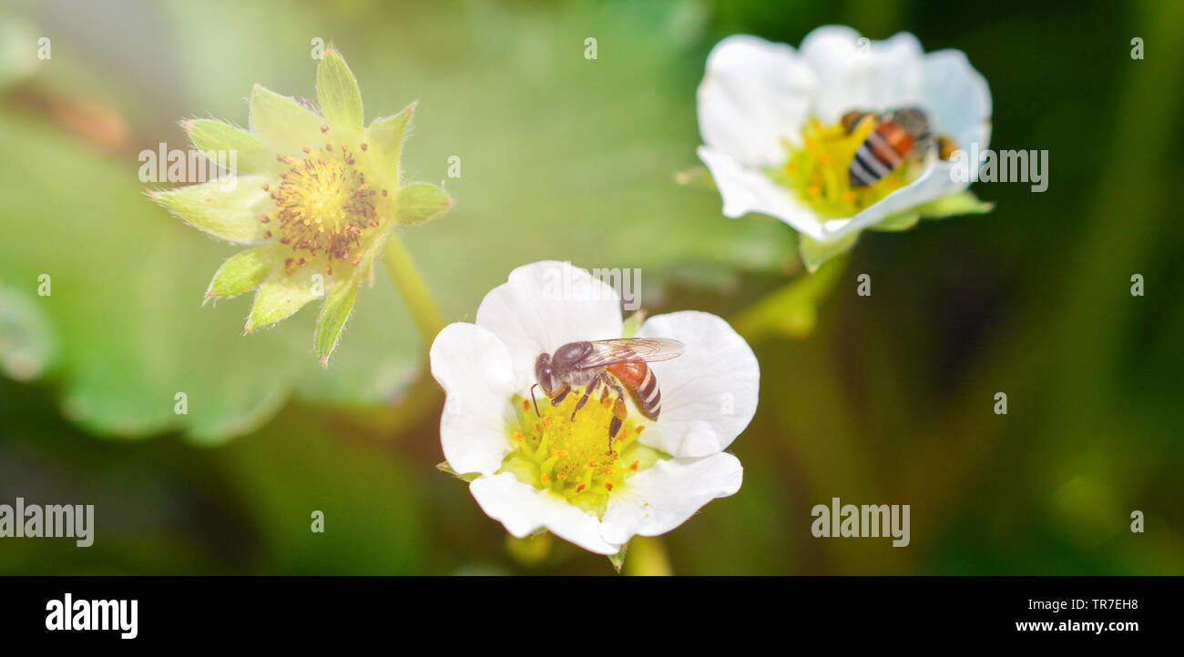 Insekten Biene auf weiße Blumen/Nahaufnahme von Biene sammelt Pollen für Honigbienen in der Erdbeere Blume im Garten Natur grüner Hintergrund Stockfoto