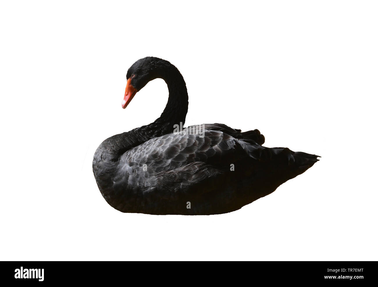 Black Swan auf weißem Hintergrund Stockfoto