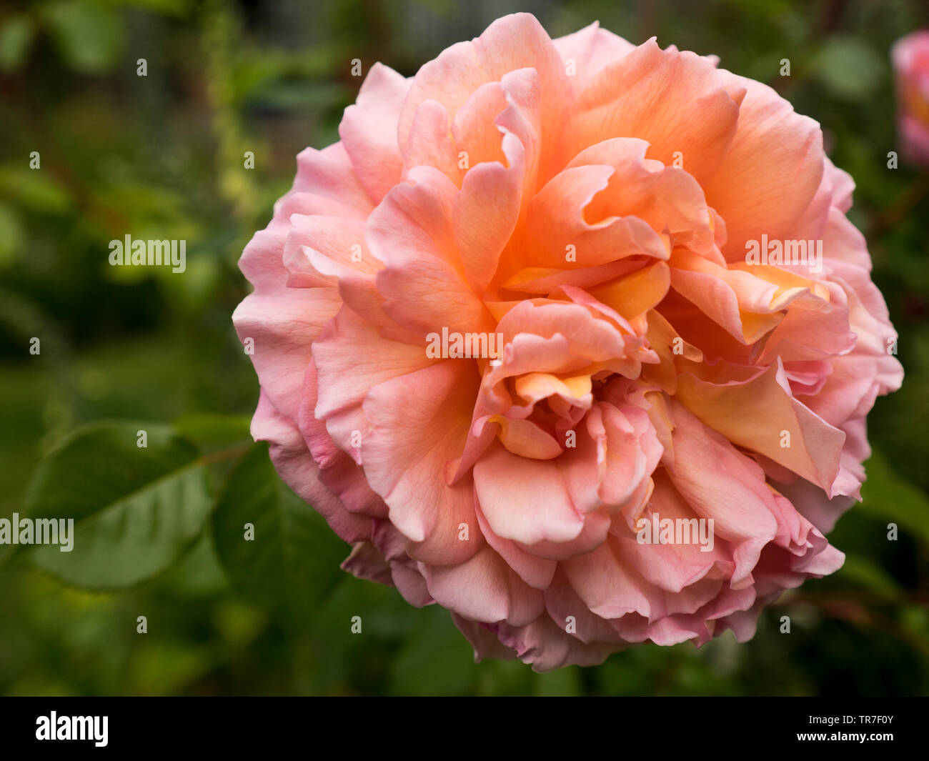 Abraham Darby Rose, Großbritannien Stockfoto