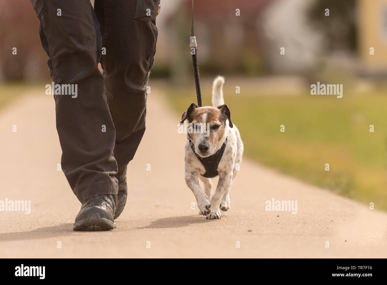 Alte gehorsamen Hund eine Leine mit ihrem Besitzer - süße Jack Russell Terrier Stockfoto